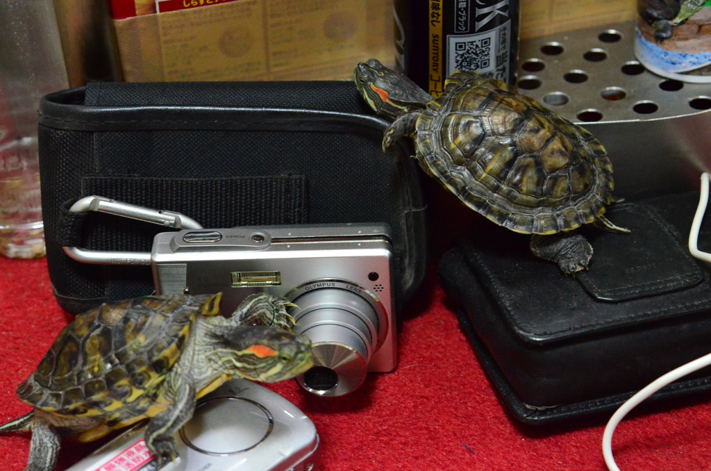 大吉・小吉　GW中