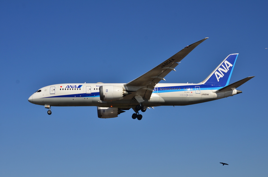ANA 481