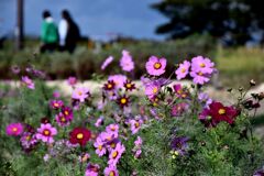 ヒコ撮り場の秋桜
