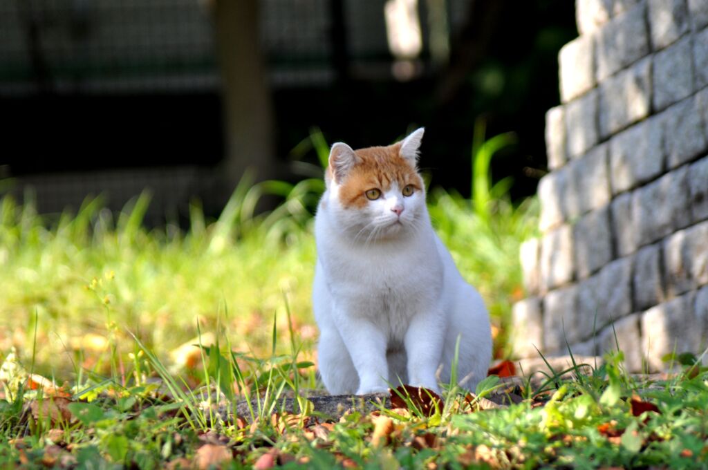 忘れな草　１４