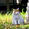 忘れな草　１４