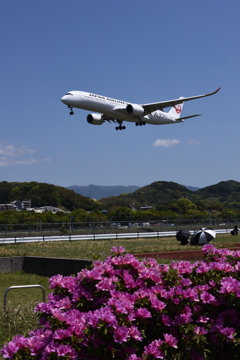 JAL 1288