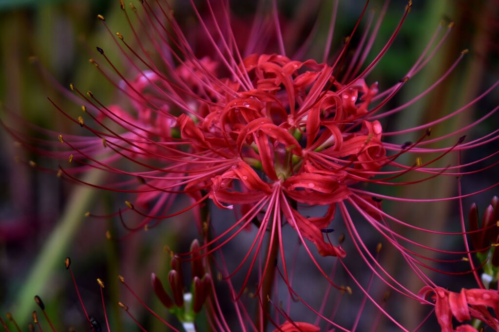 忘れな草　53   「初秋２０２２」１