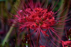 忘れな草　53   「初秋２０２２」１