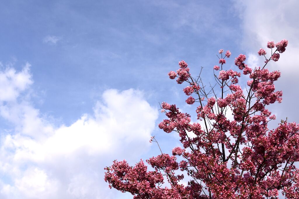 「2025桜 」06