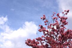 「2025桜 」06