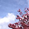 「2025桜 」06