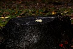「人生模様」その十九「未練」