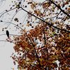 「人生模様」その十八「独り」