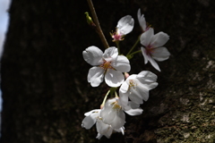 「2025桜 」11