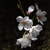 「2025桜 」11