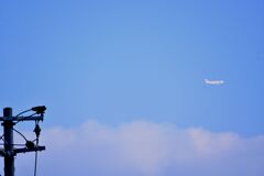 「人生模様」その四　「悲しき習性」２（＾＾；