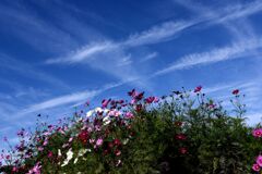 らんだむ。らんだむ。ラン！ラン！ラン！その三十三「秋桜」