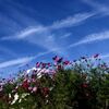 らんだむ。らんだむ。ラン！ラン！ラン！その三十三「秋桜」
