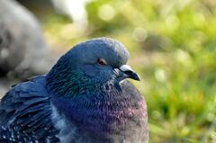 「春眠不覚暁」