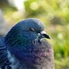「春眠不覚暁」