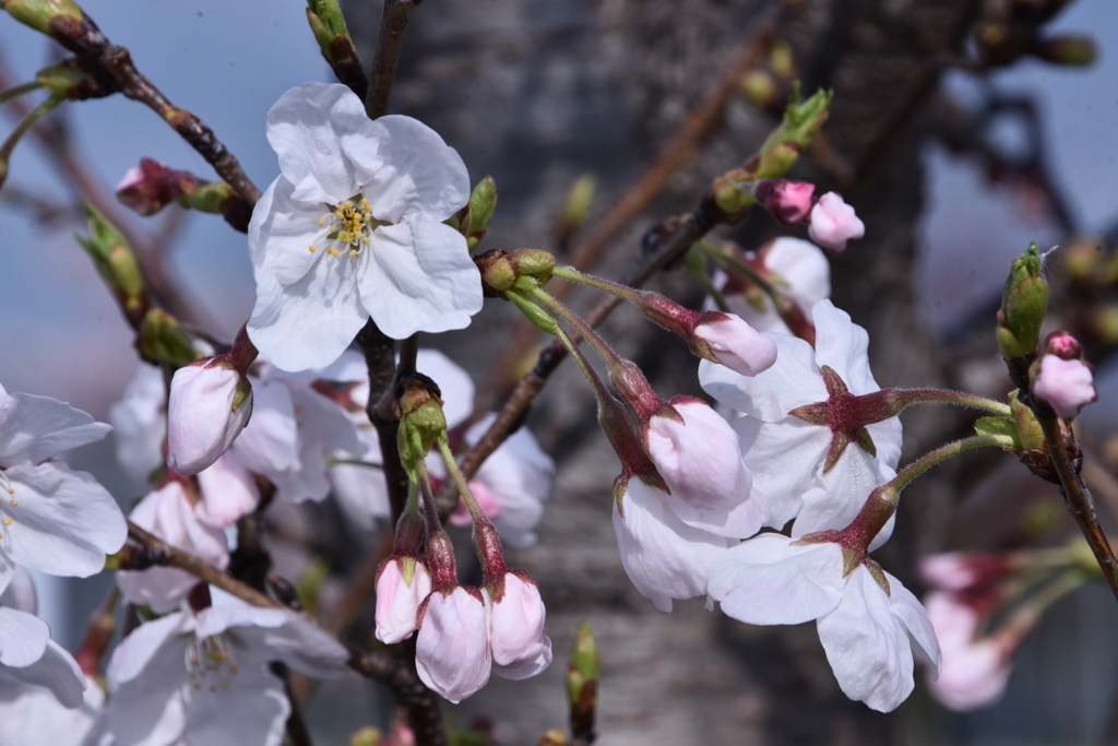 桜　2024　その六
