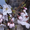 桜　2024　その六