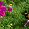 「忘れな草」156「秋桜」その二