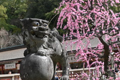 2026大宰府天満宮 03