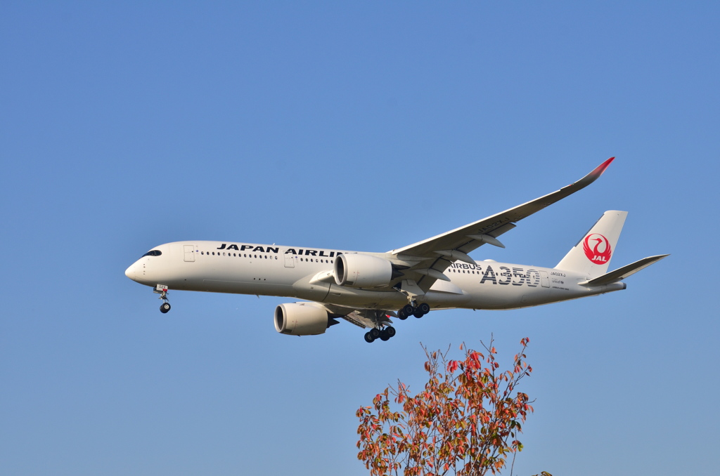 JAL 355