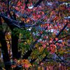 我が街「2024紅葉」03