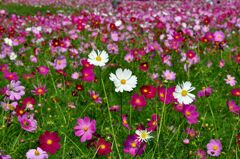 忘れな草　60　「マジック１」その４