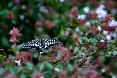 忘れな草　134　「蝶」