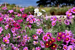 らんだむ。らんだむ。ラン！ラン！ラン！その十六「秋桜」
