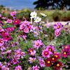 らんだむ。らんだむ。ラン！ラン！ラン！その十六「秋桜」