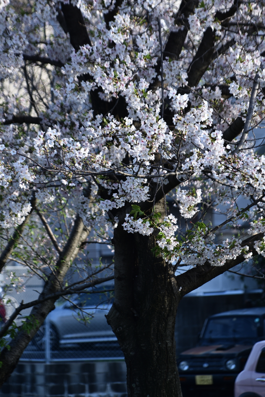 桜　2024　その十