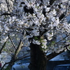 桜　2024　その十