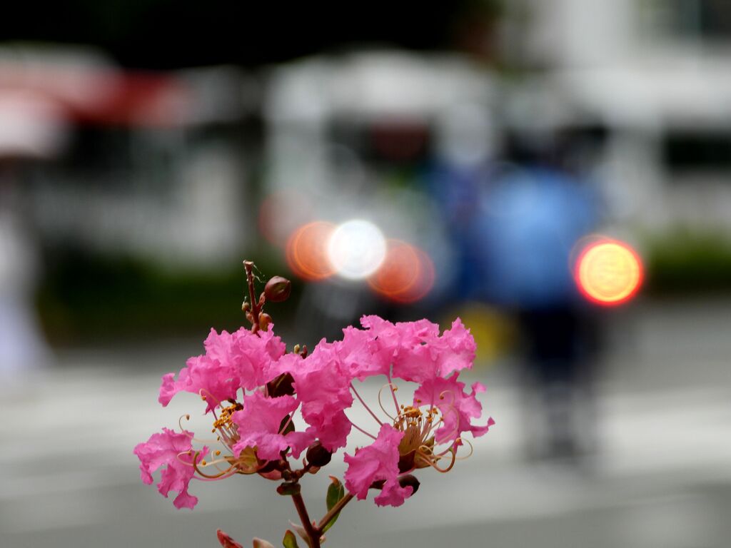 「夏の花」