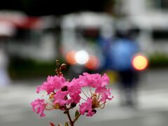 「夏の花」