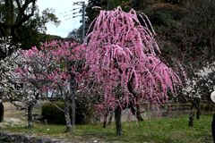 2026大宰府天満宮 07