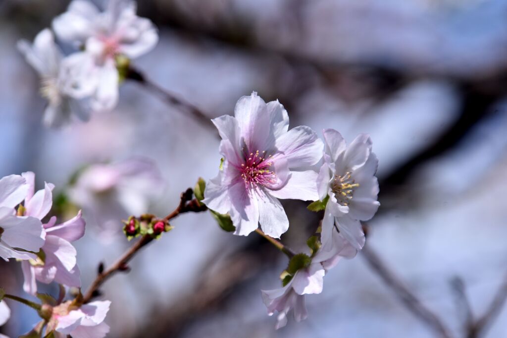 突然ですが桜咲く　２