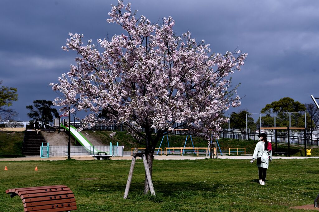桜　2024　その八
