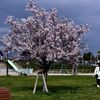 桜　2024　その八