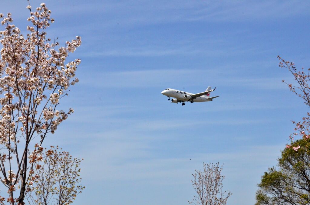 JAL 85