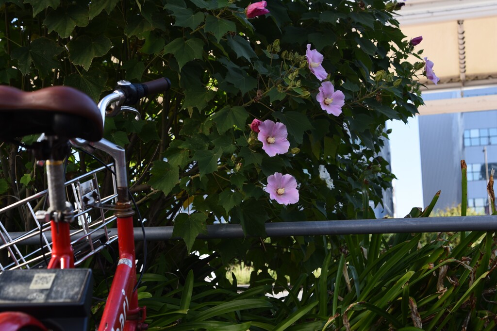 博多港30 「博多港国際ターミナル」