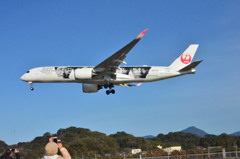 JAL 333  （特別塗装機）