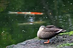 「忘れな草」159「鴨」その三