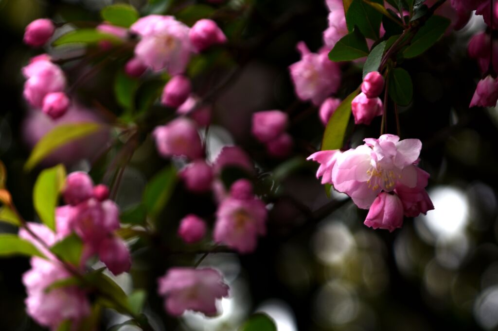 「2025桜 」15