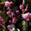 「2025桜 」15