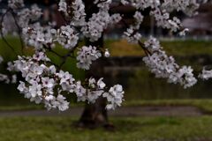 「2025桜 」05