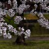 「2025桜 」05