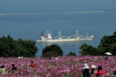 忘れな草　45 「能古島 2011」1