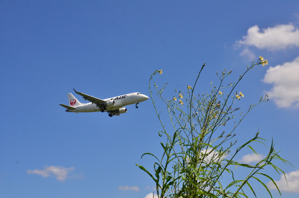 JAL 1060