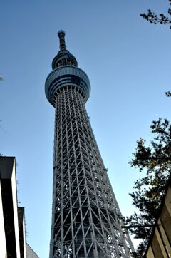 忘れな草　140    「スカイツリー」