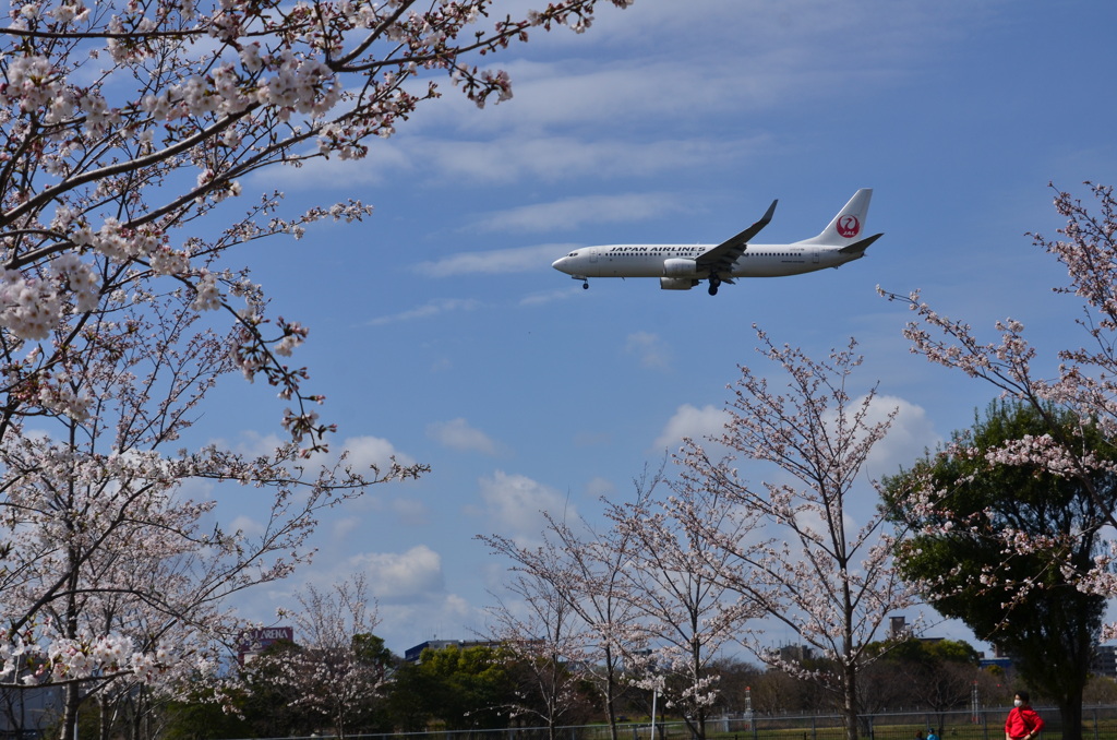 JAL 564